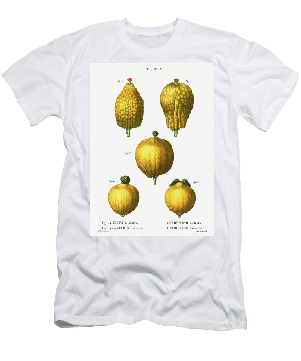 1 1 2 Citron Citrus Medica 3 4 5 Lemon Citrus Limonium From Traite Des Arbres Et Arbustes Que L Pierre Joseph Redoute T-Shirt