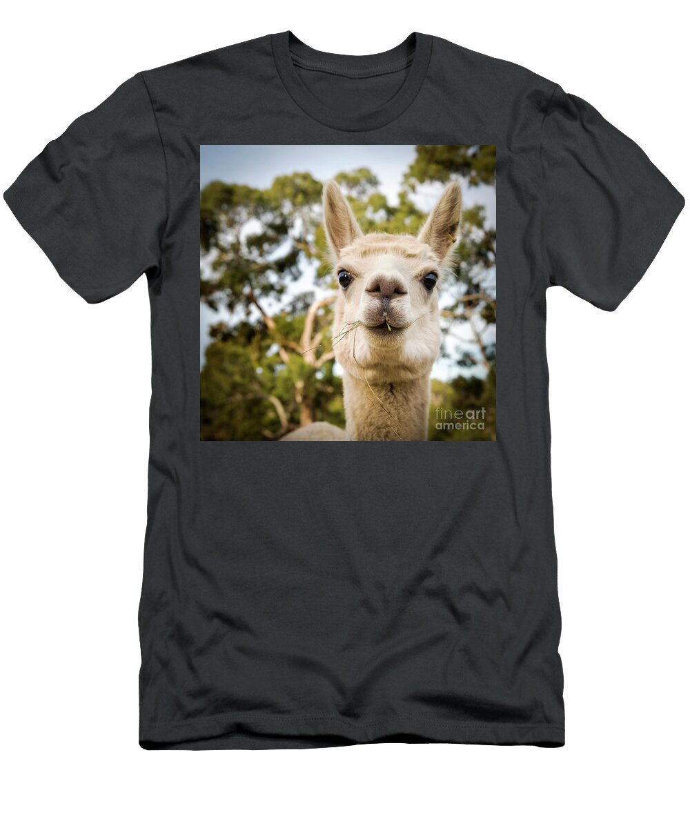 1 Alpaca Tim Hester T-Shirt