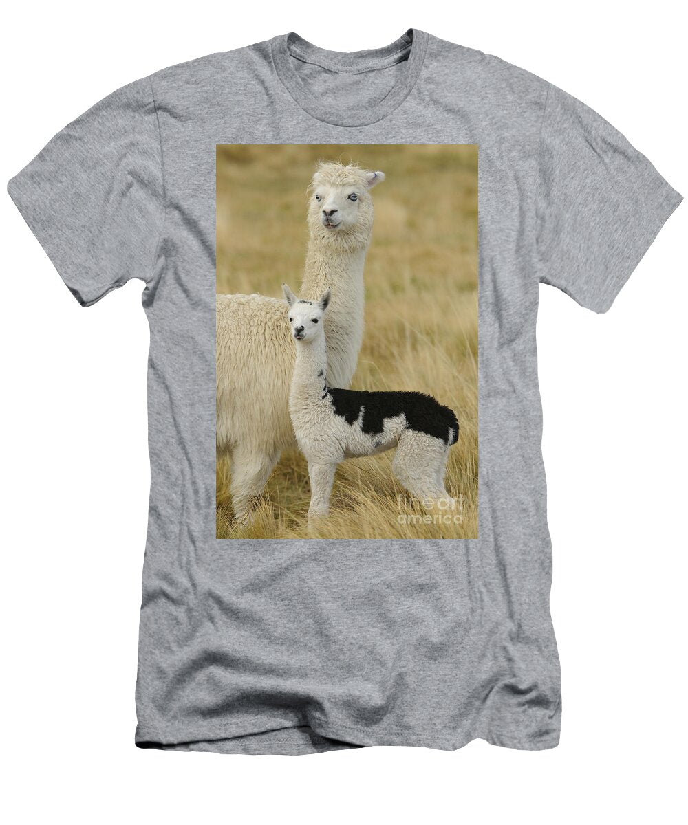 1 Alpaca with Young John Shaw T-Shirt