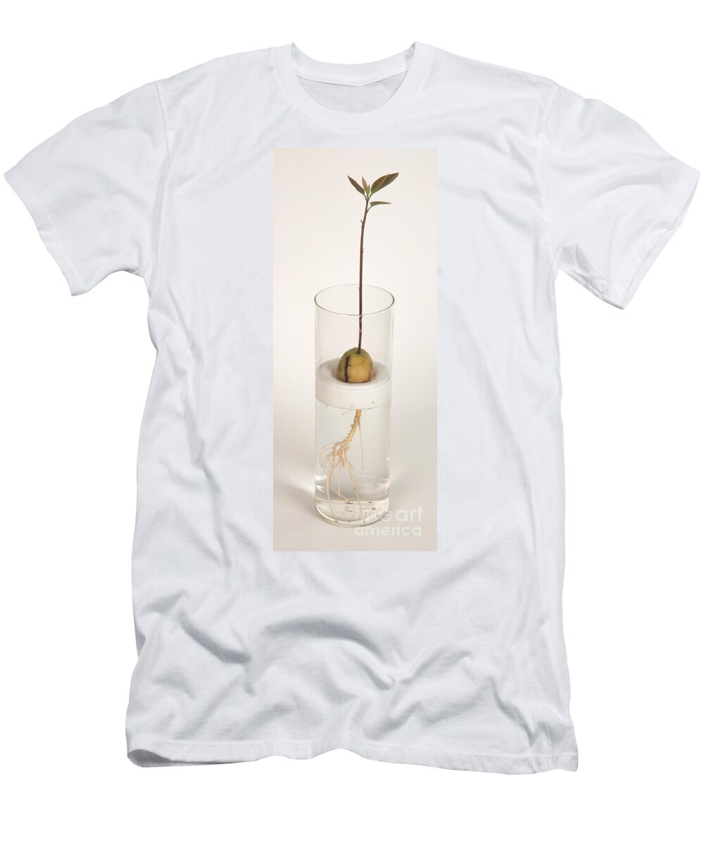1 Avocado Seedling Ted Kinsman T-Shirt