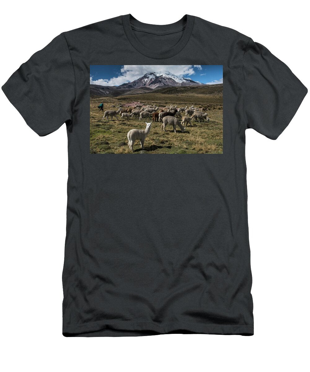 1 Chimborazo Volcano and Alpacas Andes Ecuador August Pete Oxford Natureplcom T-Shirt