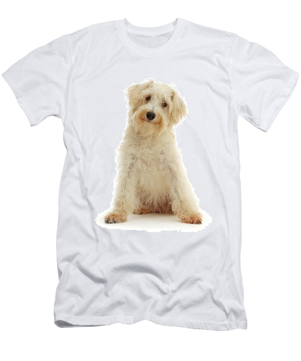 1 Cream Coloured Schnoodle Age 7 Months Mark Taylor Natureplcom T-Shirt