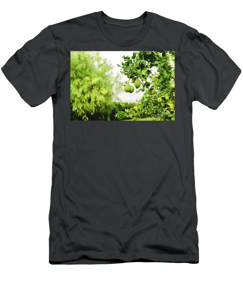 1 Green Lemons Hanging From the Lemon Tree on a Rainy Day Joaquin Corbalan T-Shirt