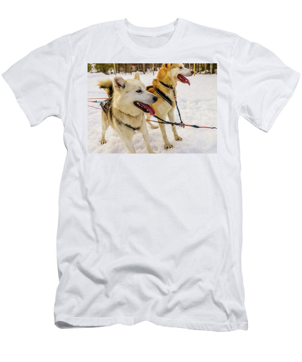 1 Husky Sled Dogs Lapland Finland Panoramic Images T-Shirt