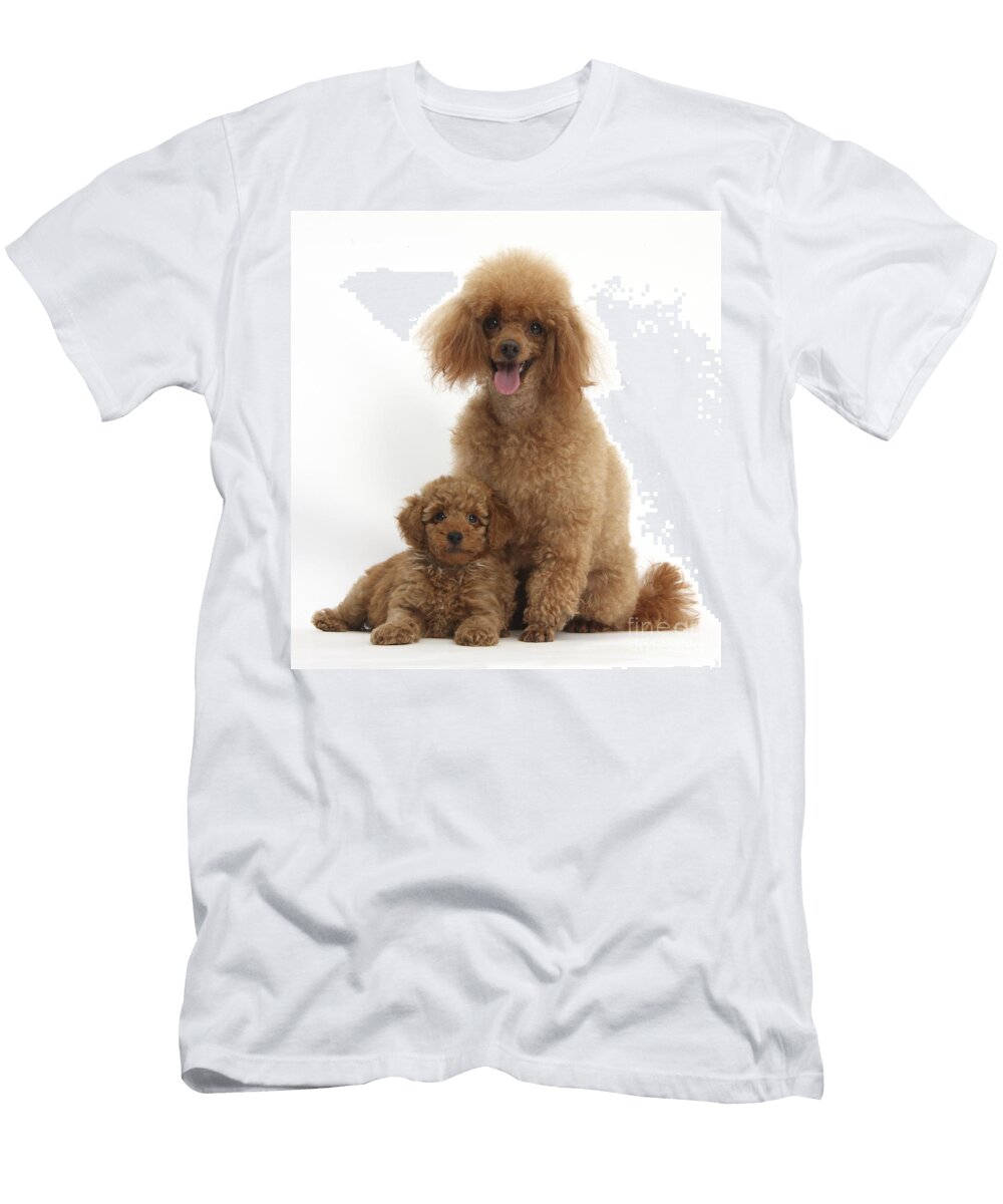 1 Red Toy Poodle Dog and Puppy Mark Taylor T-Shirt