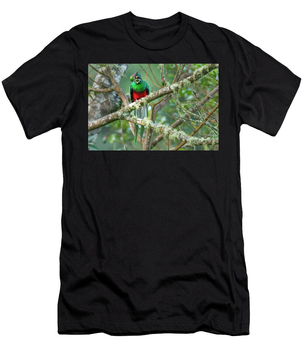 1 Resplendent Quetzal Male Eating an Avocado Los Quetzales David Pattyn Natureplcom T-Shirt