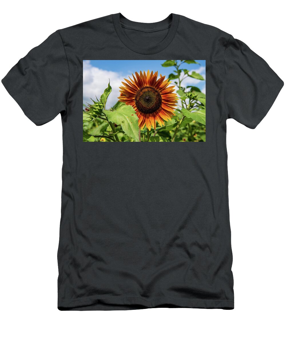 1 Strawberry Lemonade Sunflower Rose Guinther T-Shirt