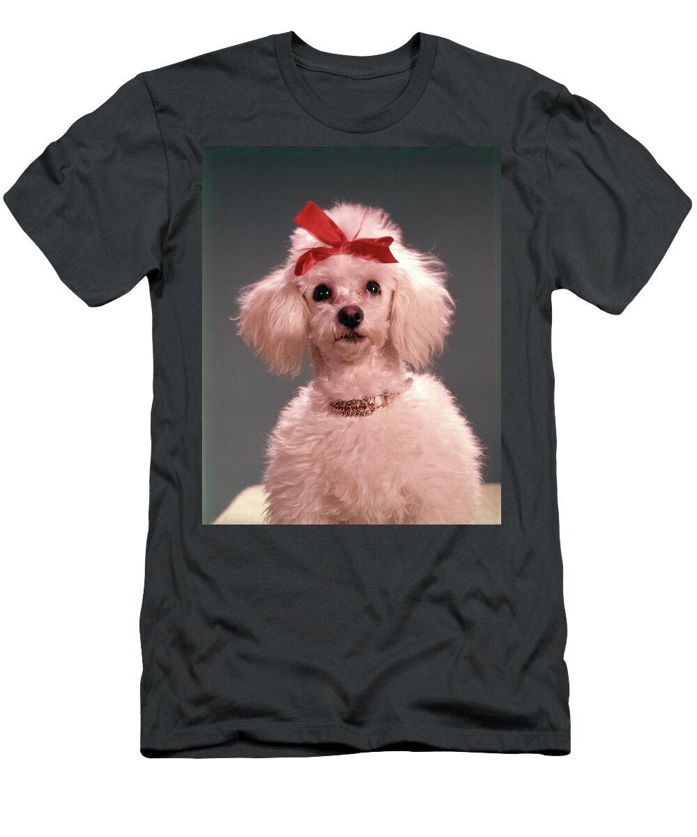 1960s White Poodle Wearing Gold Vintage Images T-Shirt