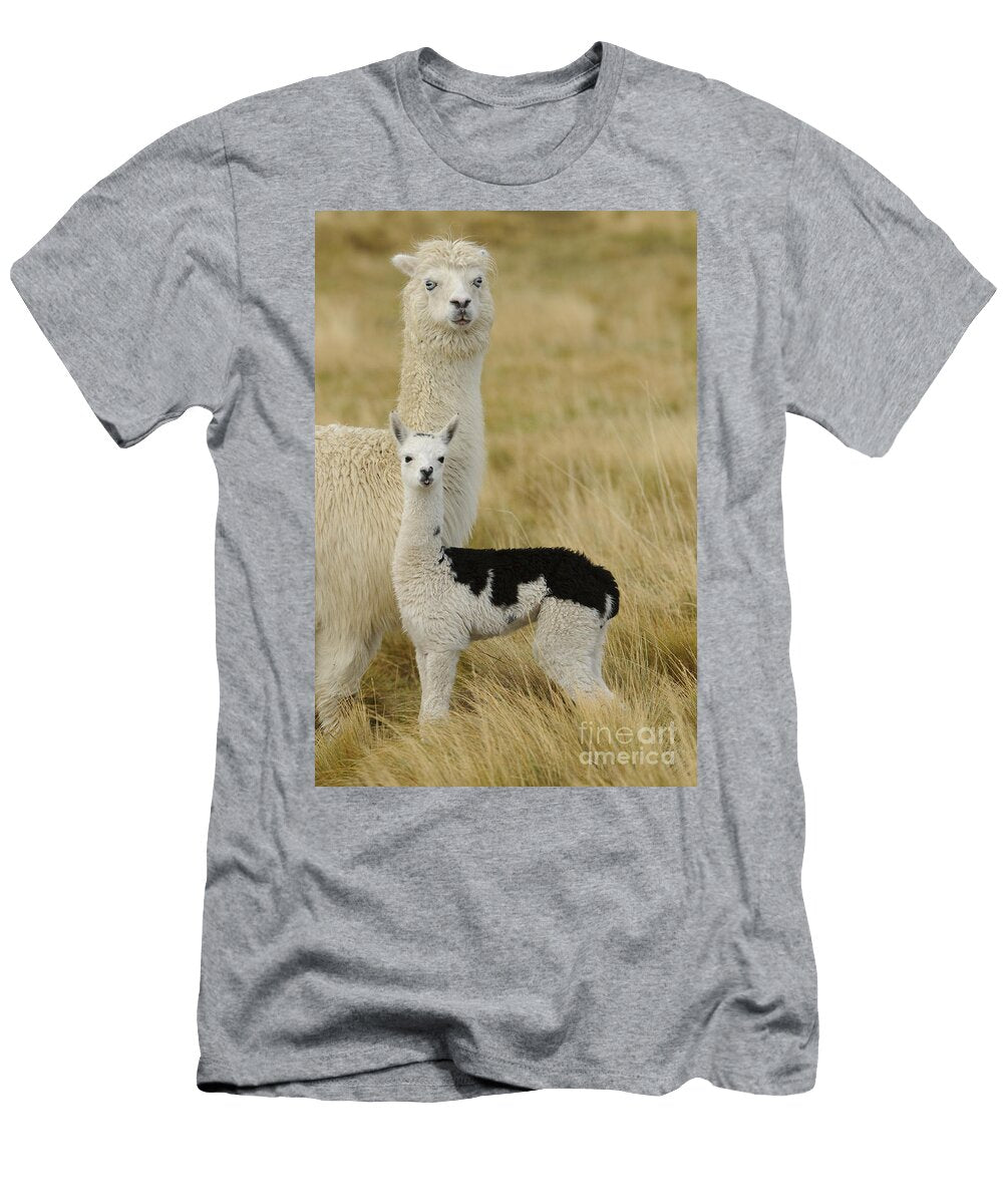 2 Alpaca with Young John Shaw T-Shirt