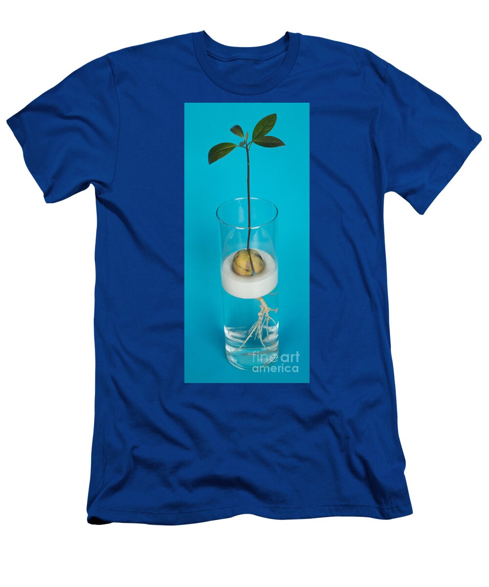 3 Avocado Seedling Ted Kinsman T-Shirt