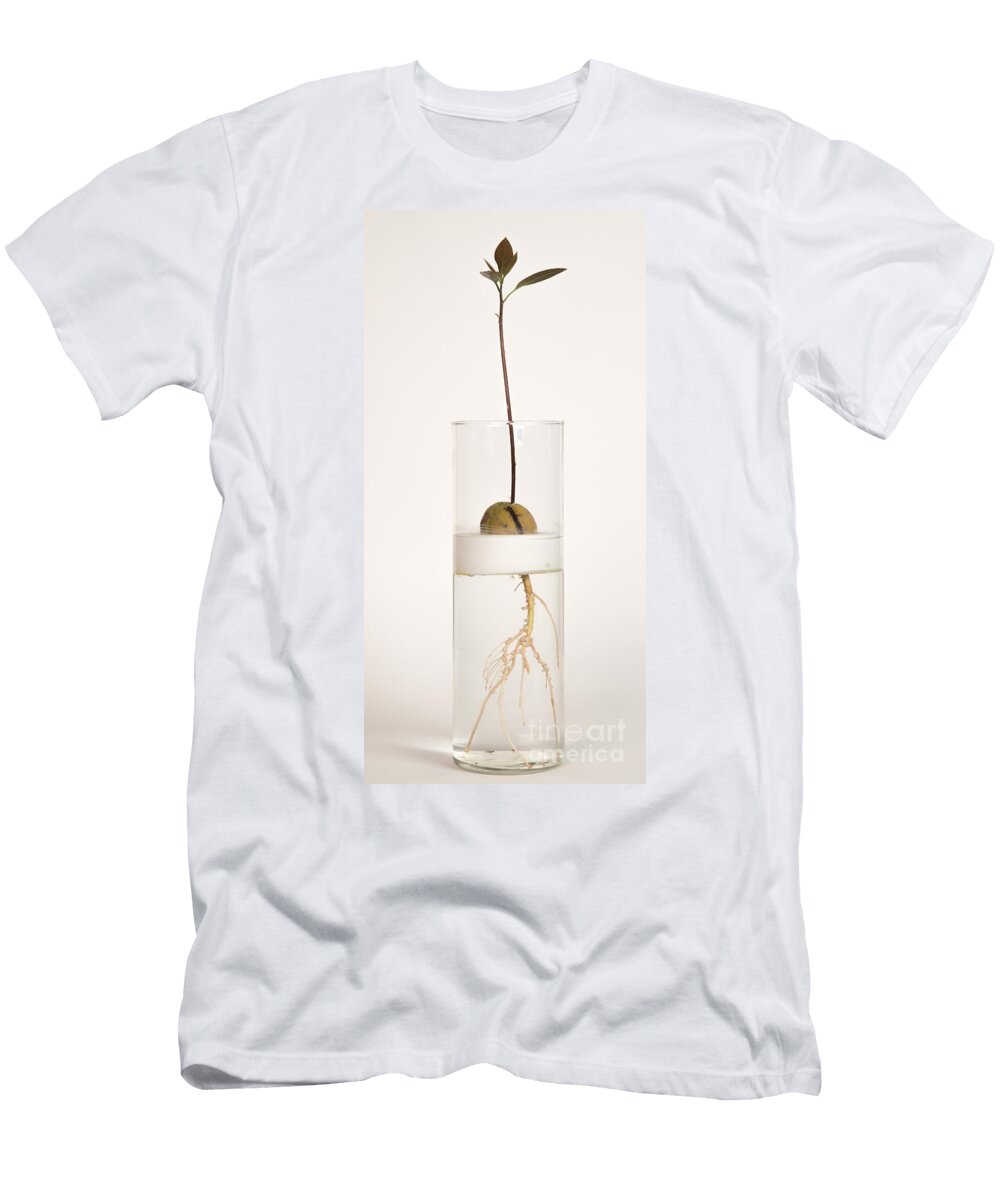 4 Avocado Seedling Ted Kinsman T-Shirt