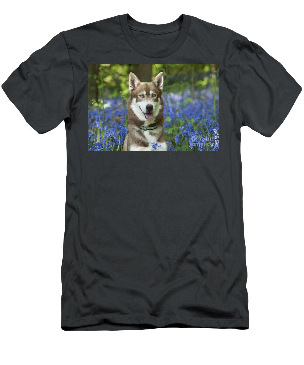 4 Siberian Husky in Bluebells John Daniels T-Shirt