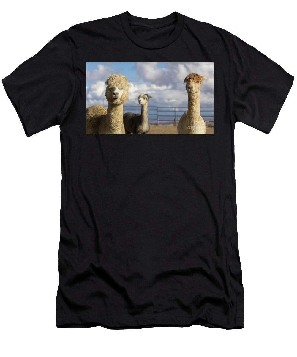 A Group of Alpacas in a Farm in Northern California Yuval Helfman T-Shirt