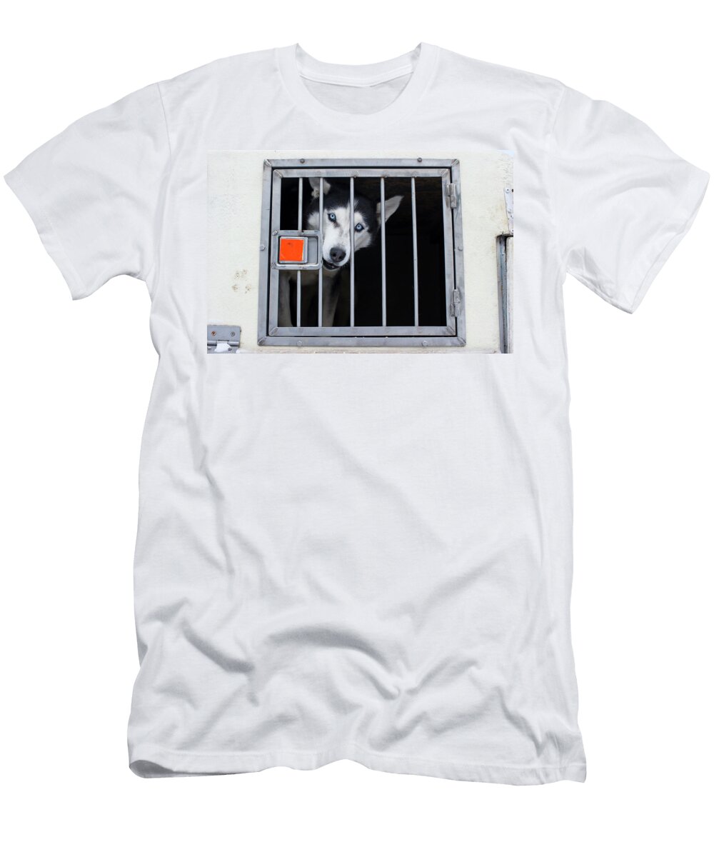 A Portrait of a Husky Sled Dog in Banff Todd Korol T-Shirt
