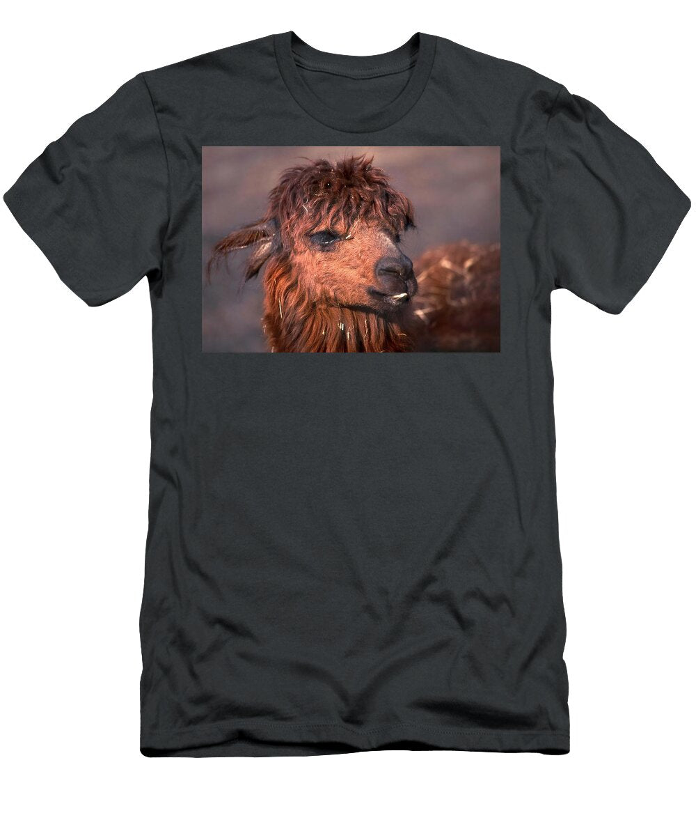Alpaca Brown Wool Animal Les Classics T-Shirt