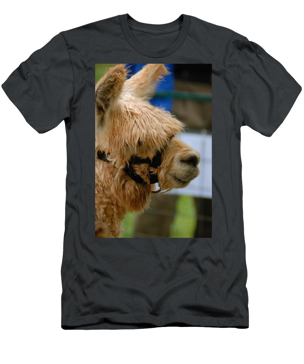 Alpaca Closeup Les Classics T-Shirt