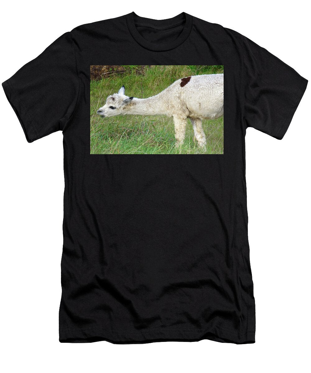 Alpaca Juvenile Grazing Rough Pastureland Wiltshire UK Nick Upton Natureplcom T-Shirt