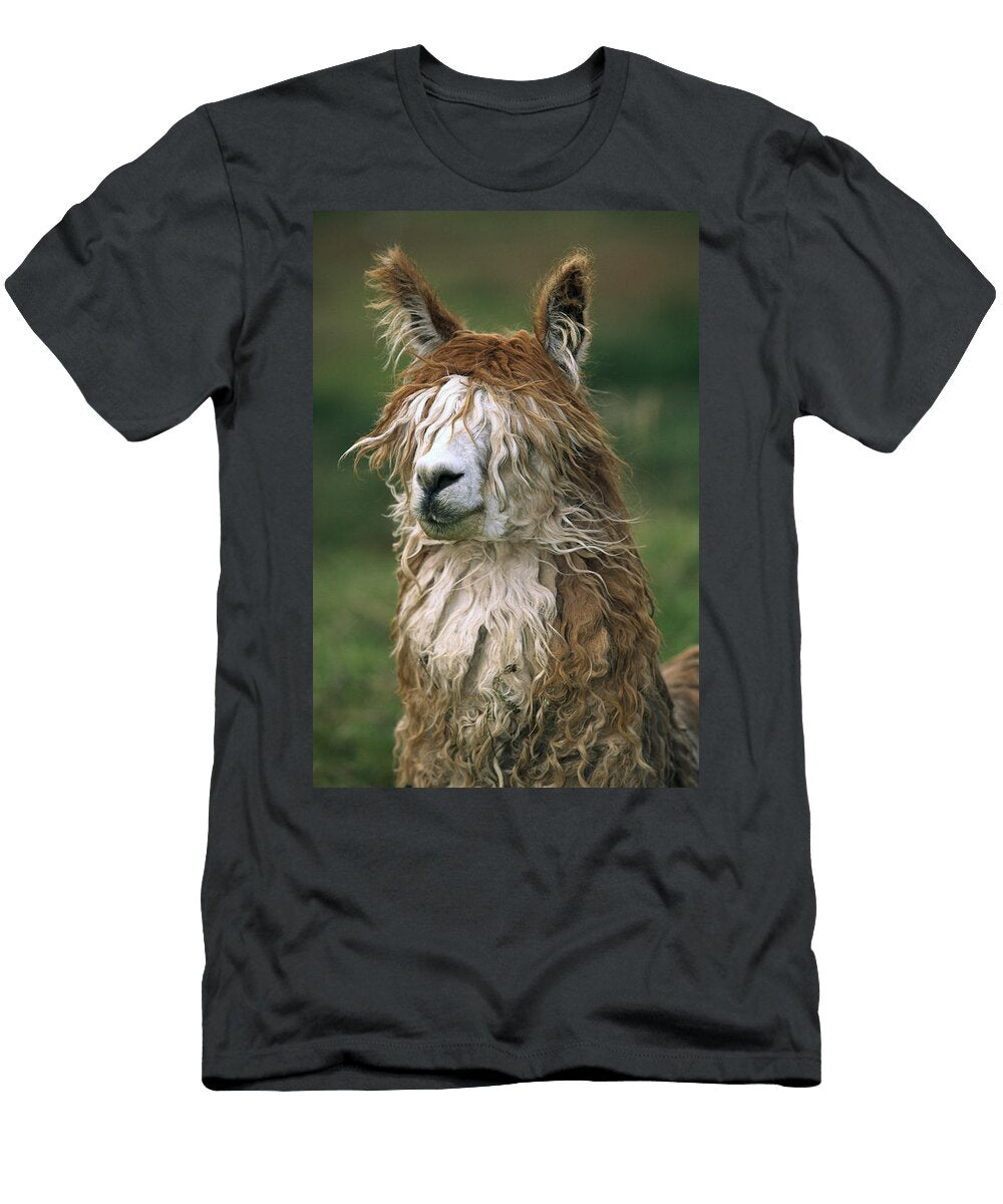 Alpaca Lama Pacos Altiplano Bolivia Pete Oxford T-Shirt