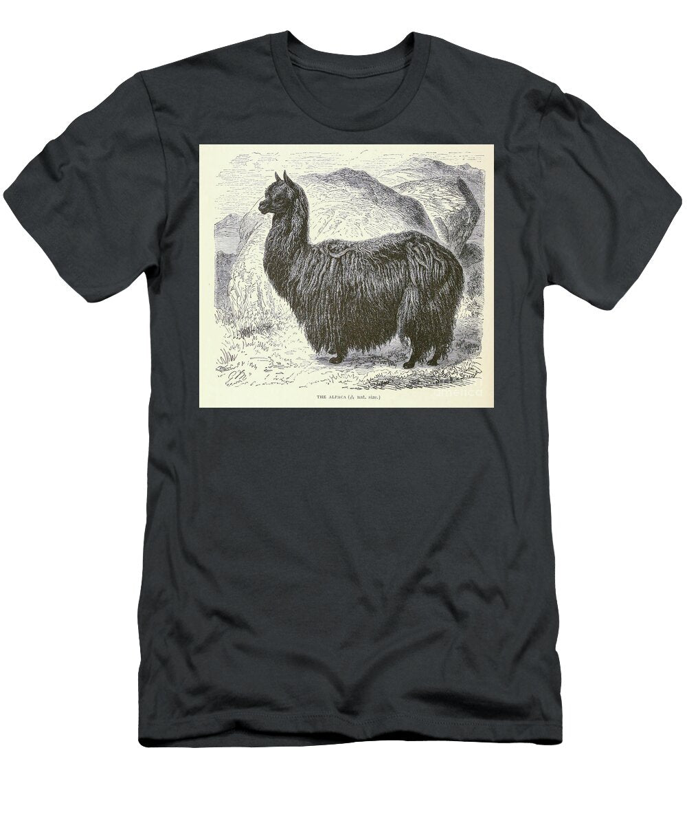 Alpaca Lama Pacos S5 Historic Illustrations T-Shirt
