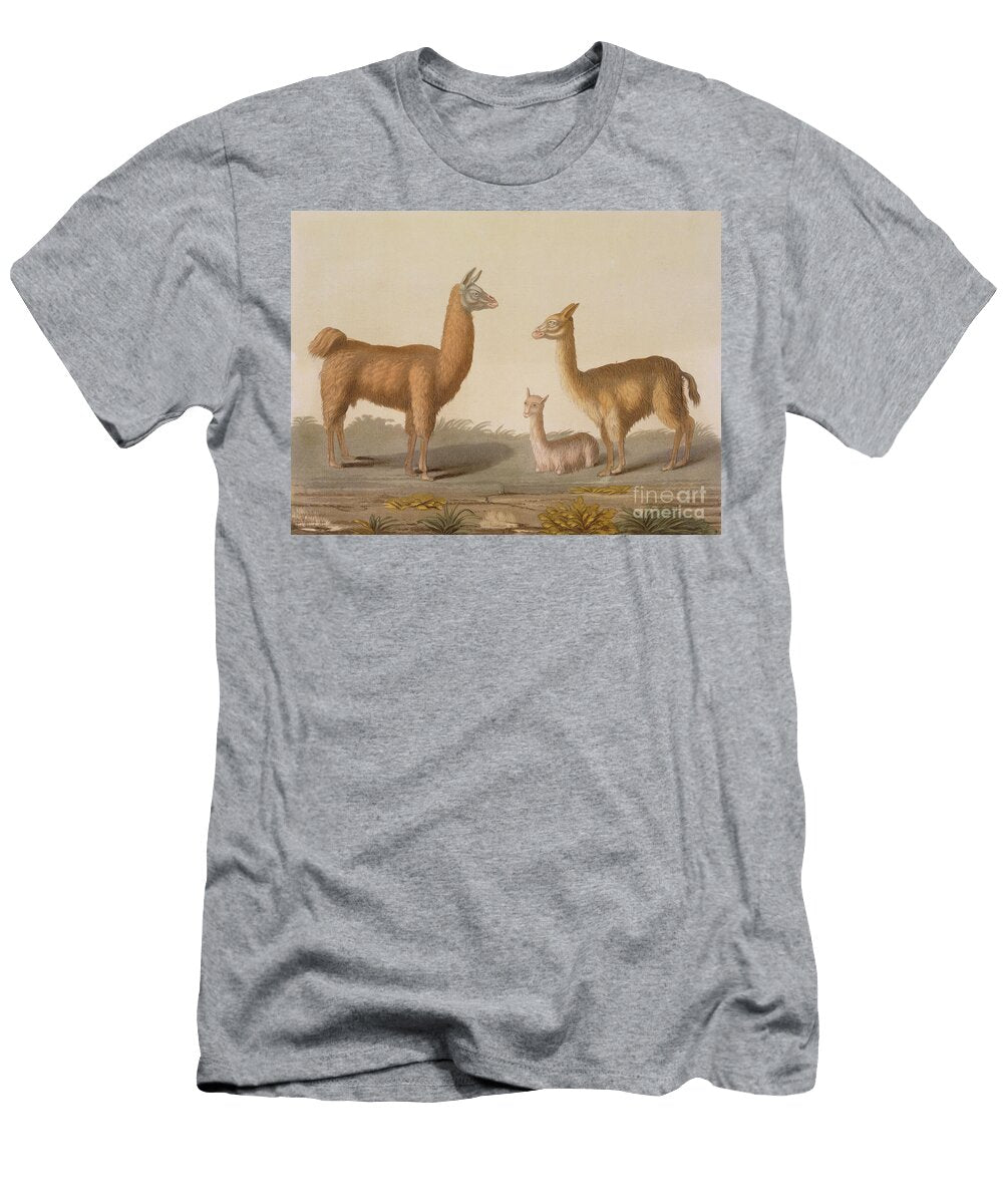 Alpaca Left and Vicuna Right Llamas From Le Costume Ancien Et Moderne Volume Ii Plate 12 Vittorio Raineri T-Shirt