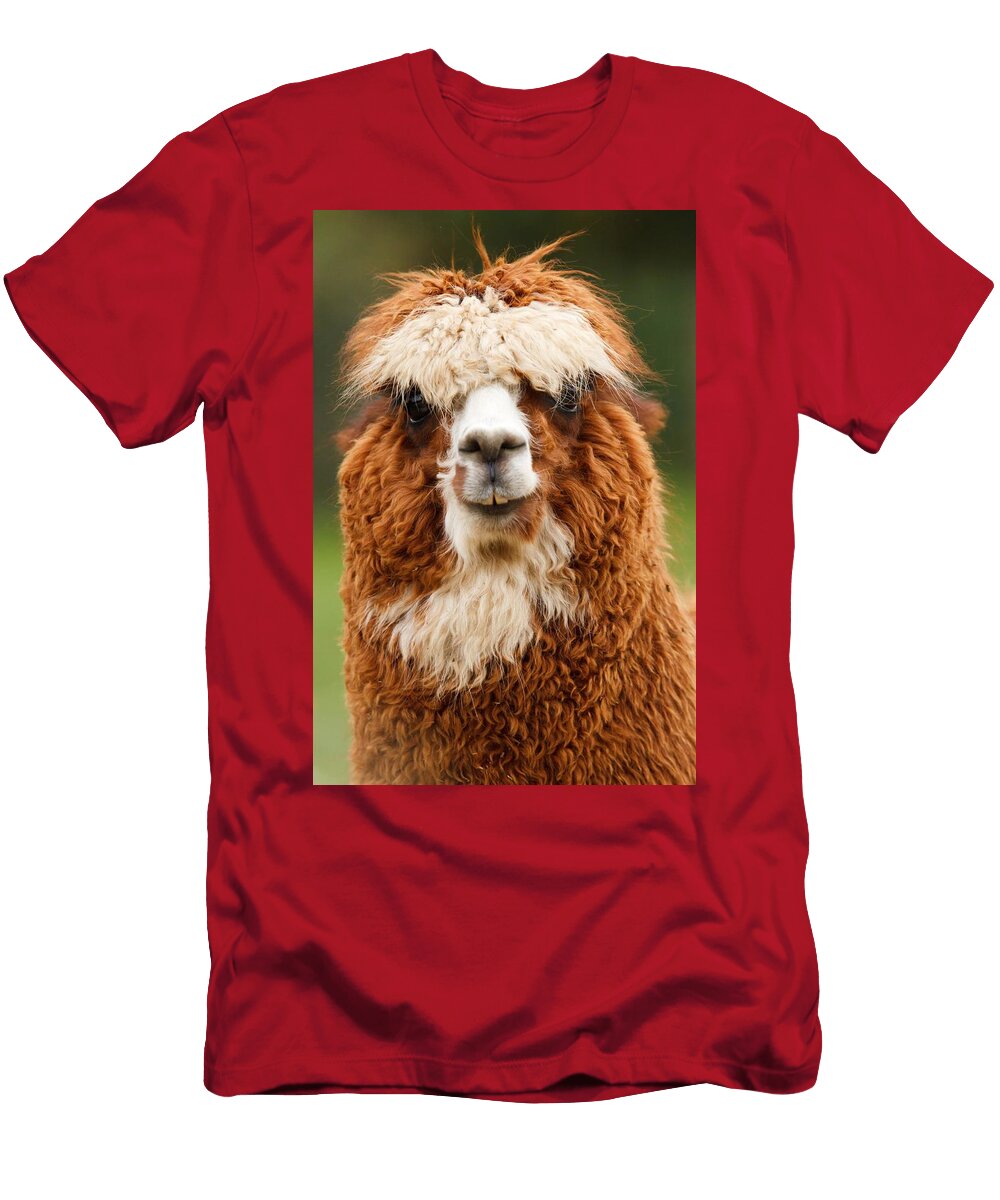 Alpaca Looking Les Classics T-Shirt