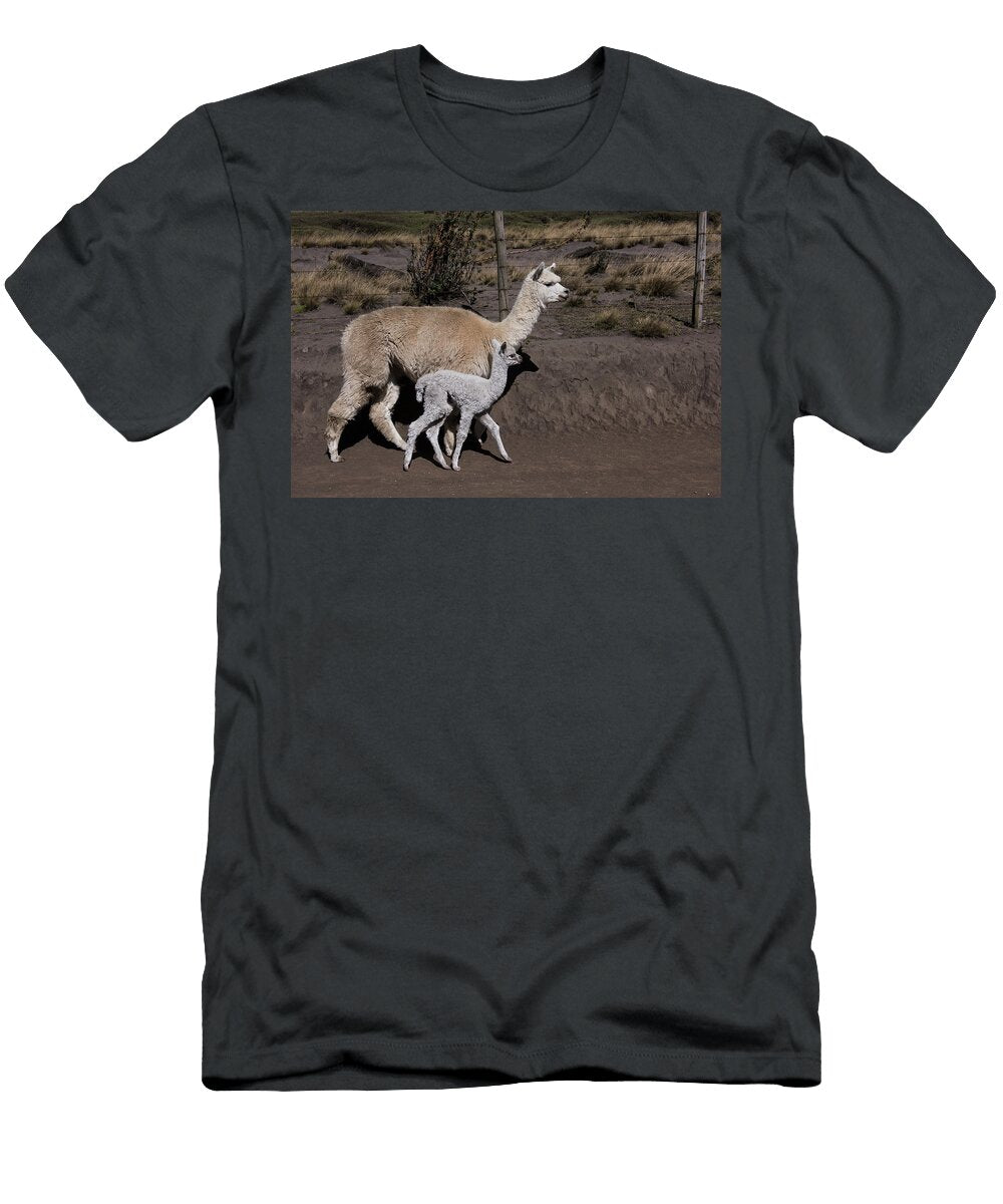 Alpaca Mother and Baby Pulingue San Pablo Community Pete Oxford Natureplcom T-Shirt