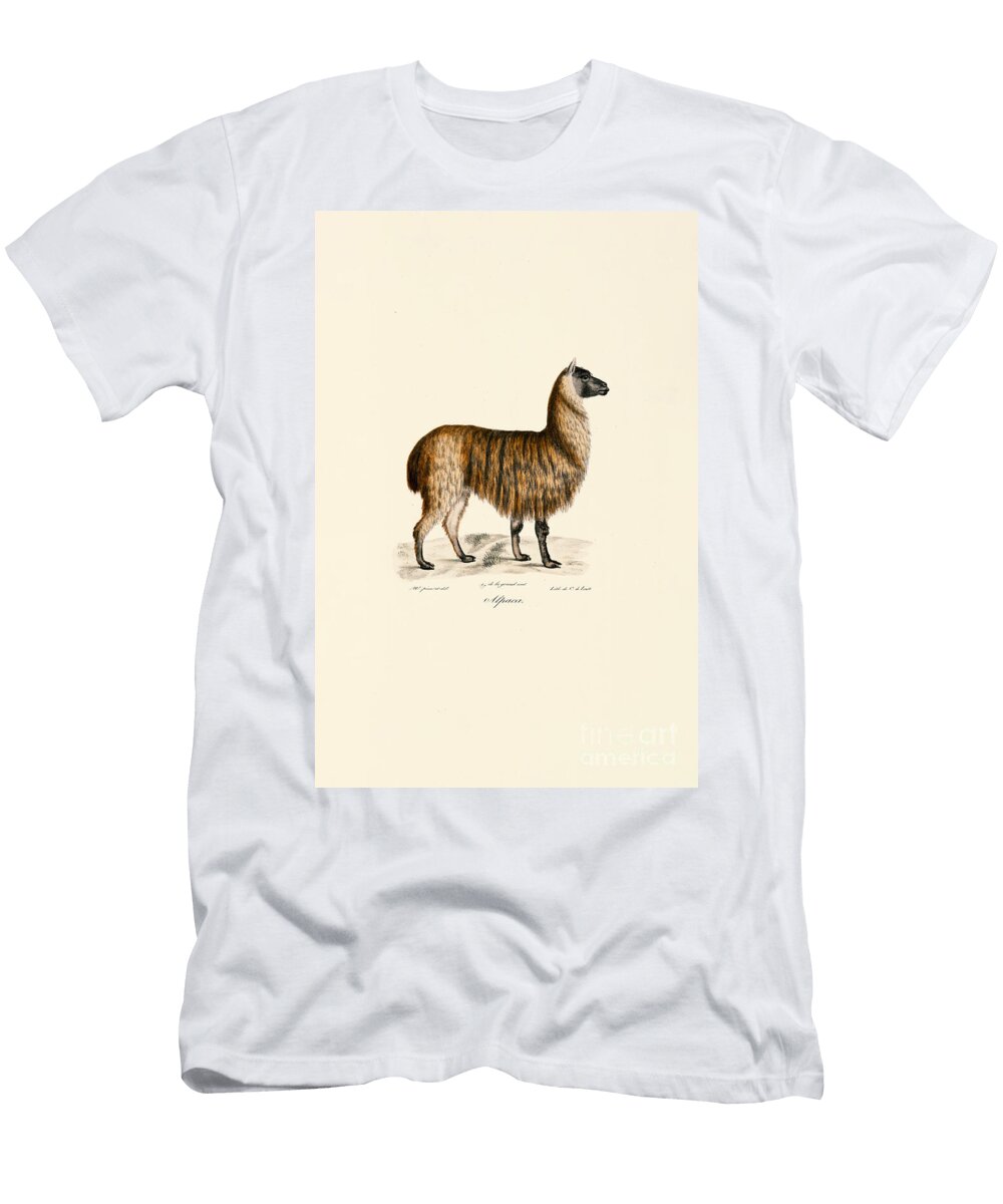 Alpaca Vicugna Pacos 1824 Hand Coloured Litho Jacques Christophe Werner T-Shirt