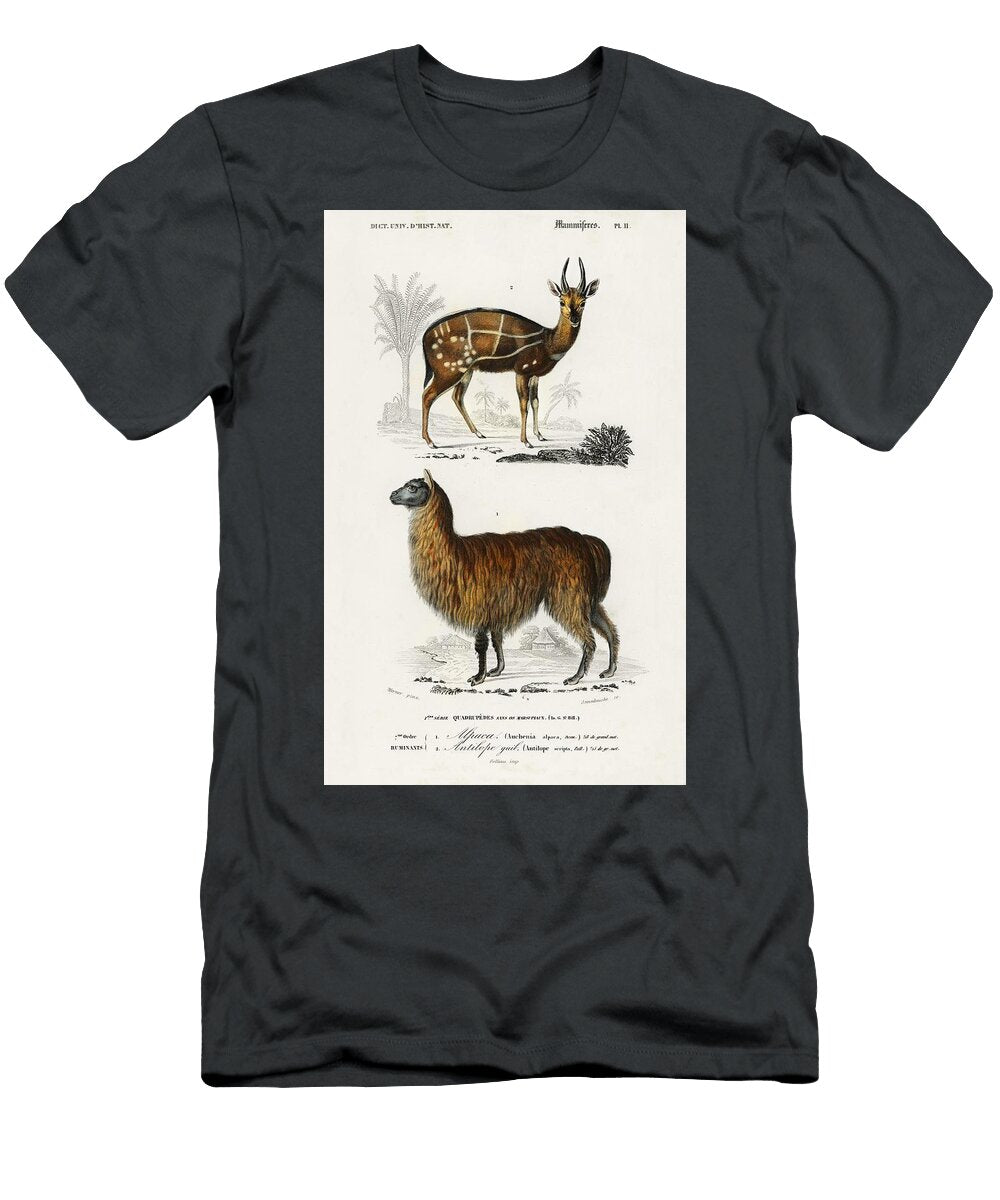 Alpaca Vicugna Pacos and Antilope Guib Illustrated By Charles Dessalines D Orbigny 1806 1876 Les Classics T-Shirt