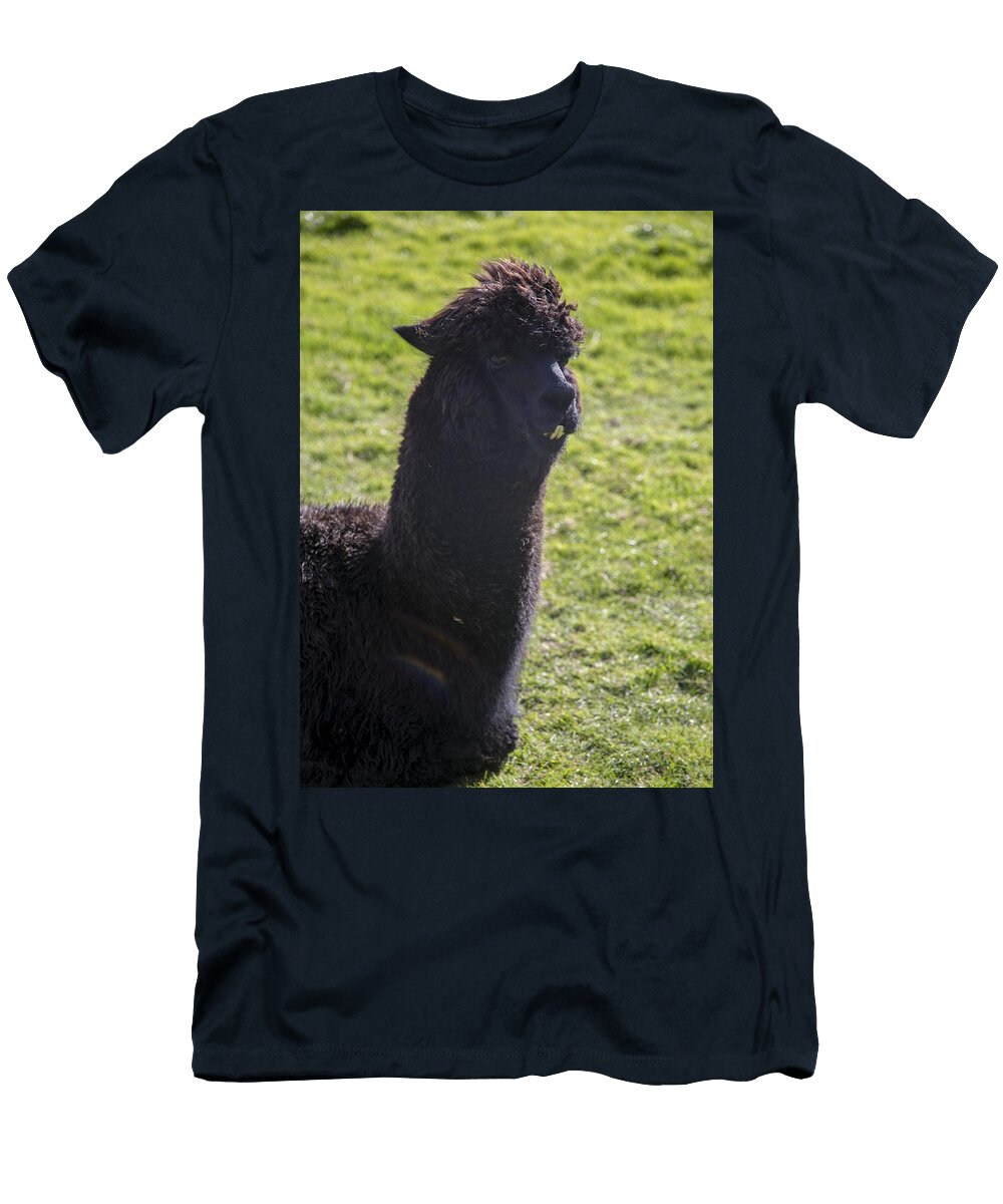 Alpacas A8 Les Classics T-Shirt
