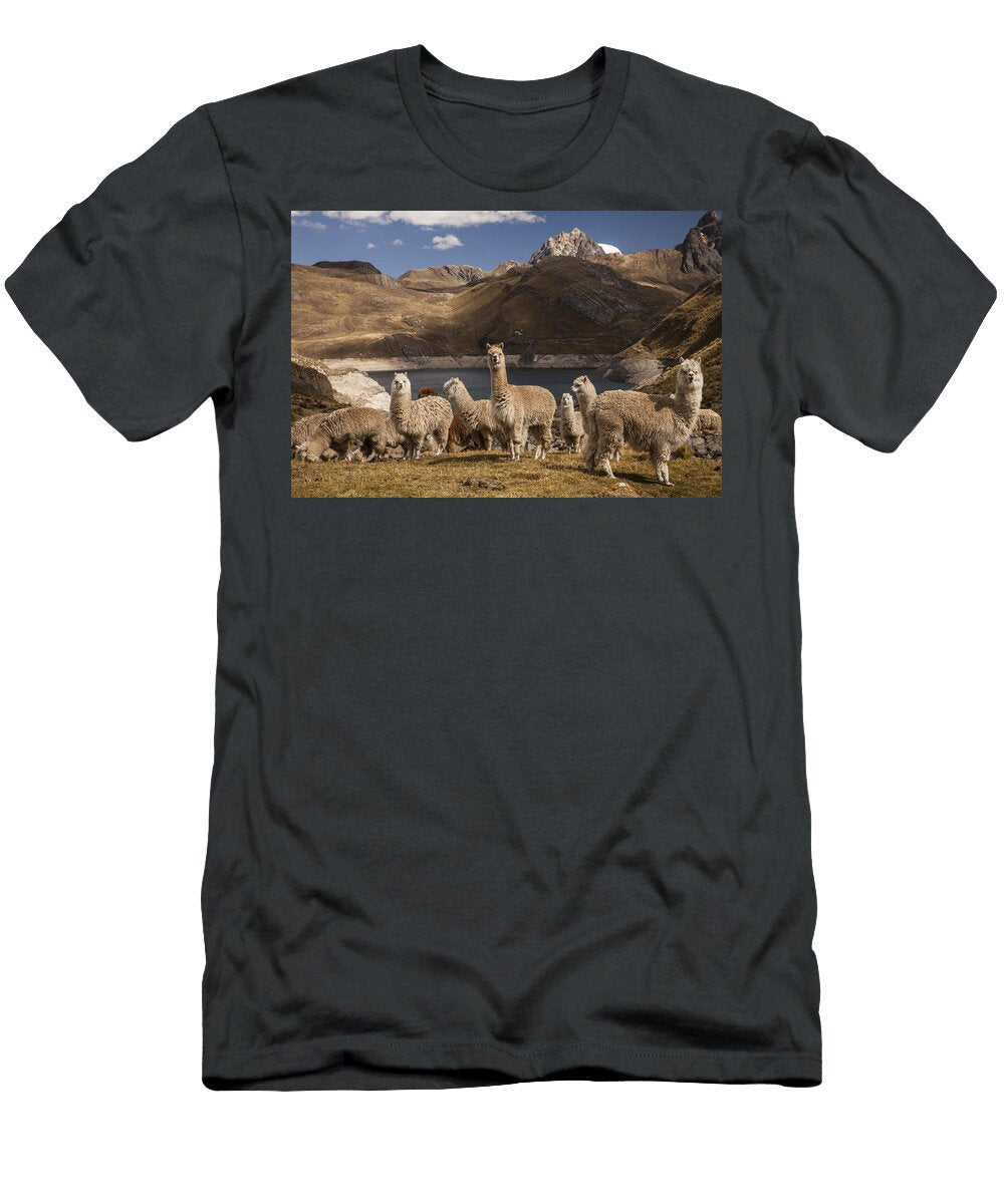 Alpacas Above Laguna Viconga Andes Peru Colin Monteath T-Shirt