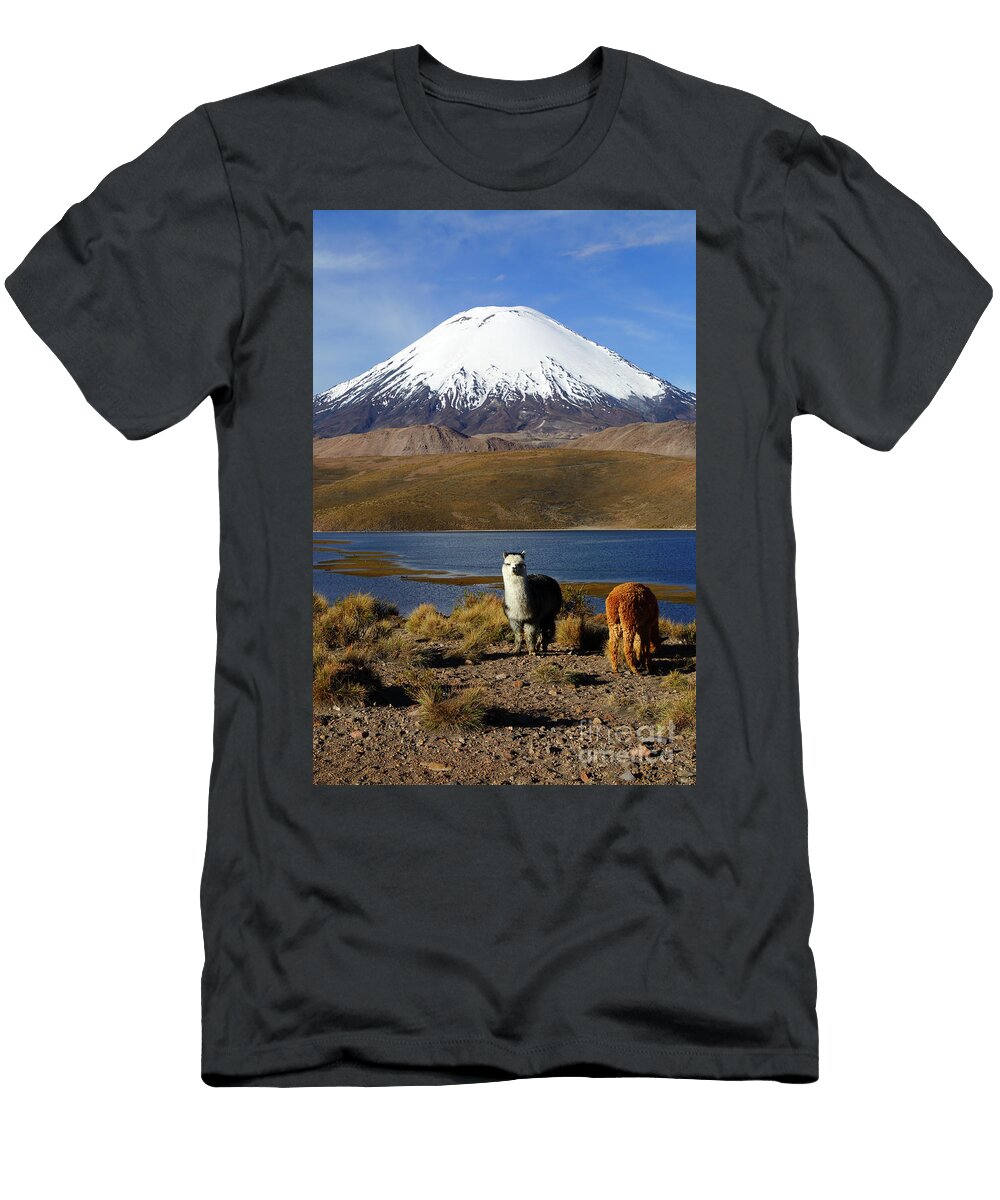 Alpacas and Parinacota Volcano Chile James Brunker T-Shirt