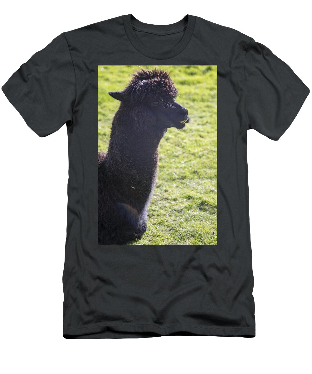 Alpacas B1 Les Classics T-Shirt