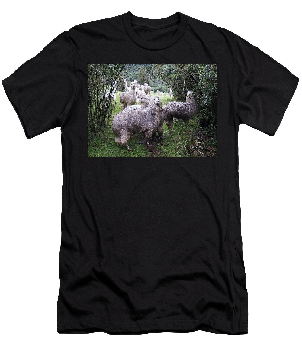 Alpacas Ecuador Kurt Van Wagner T-Shirt