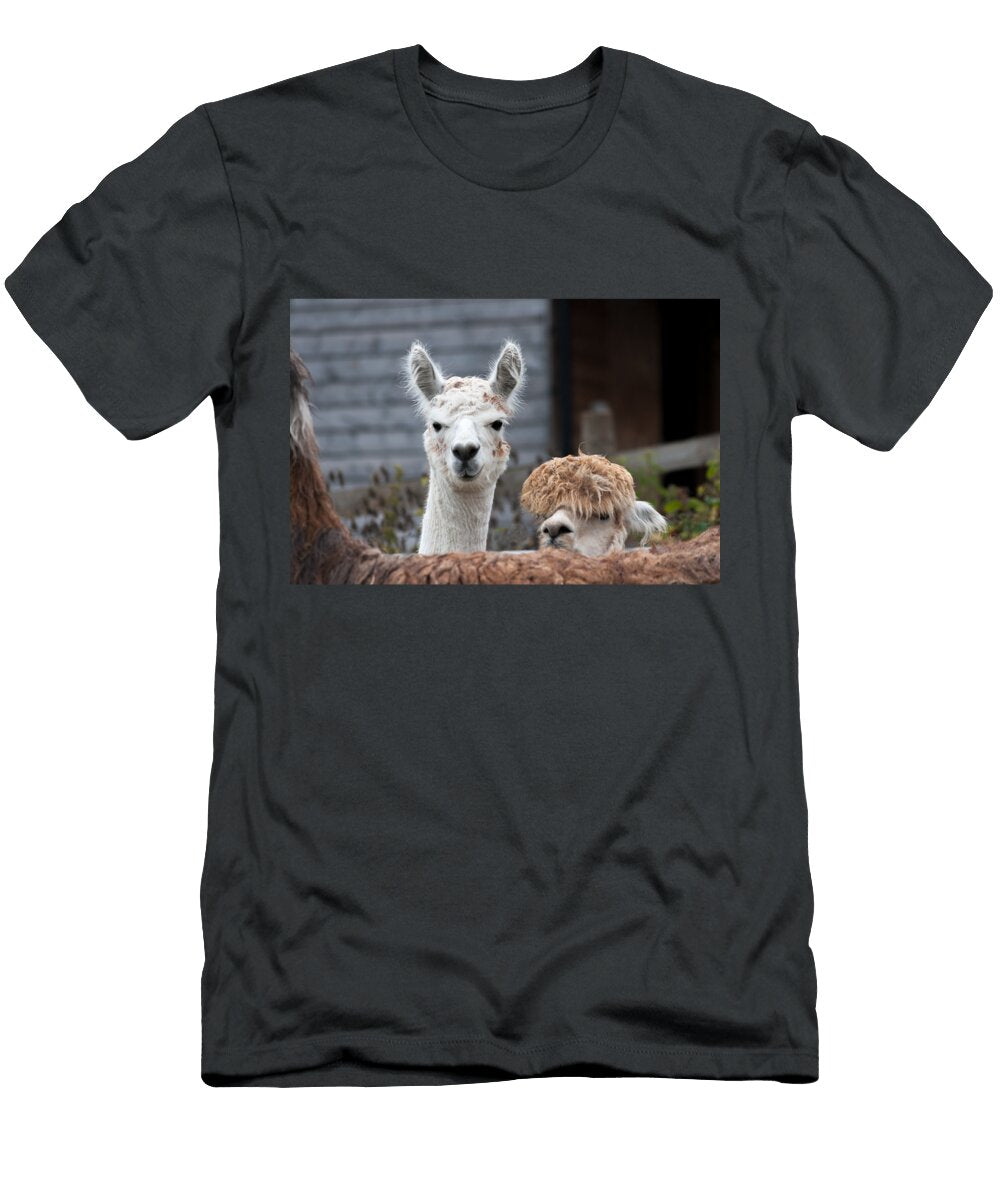 Alpacas Linda Cooke T-Shirt