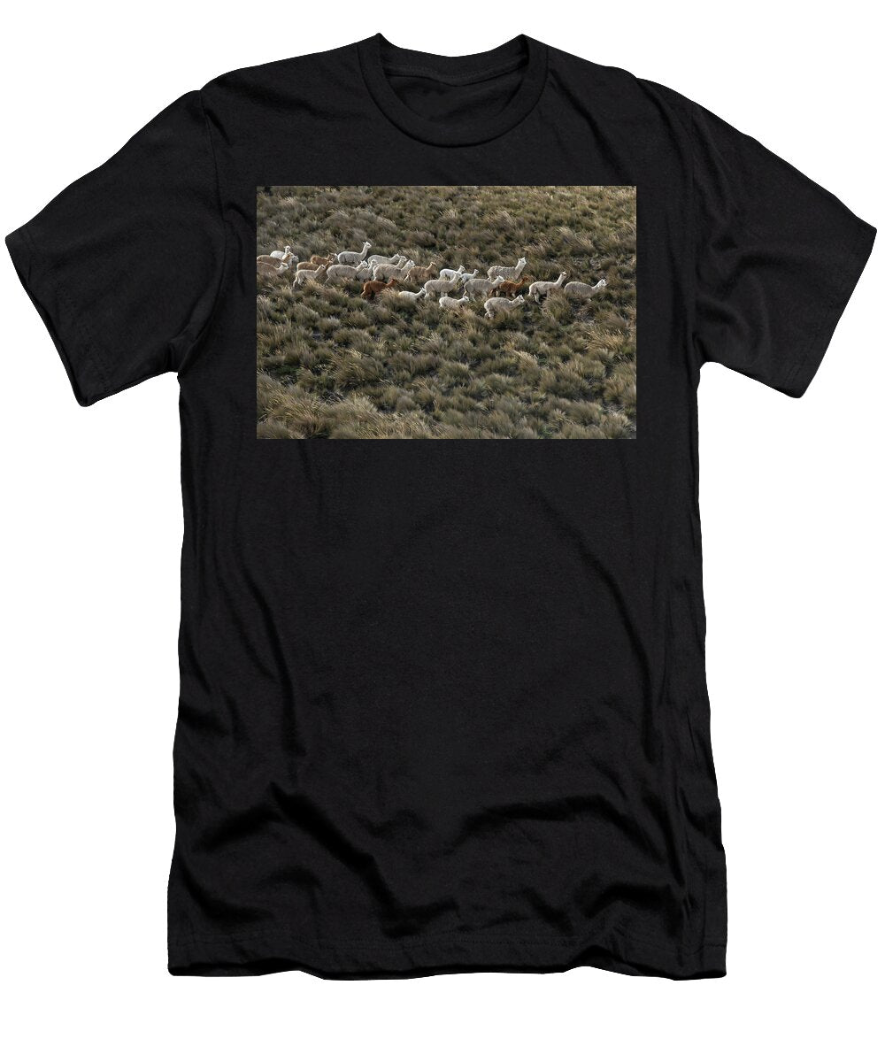 Alpacas on Chimborazo Volcano Andes Ecuador August Pete Oxford Natureplcom T-Shirt