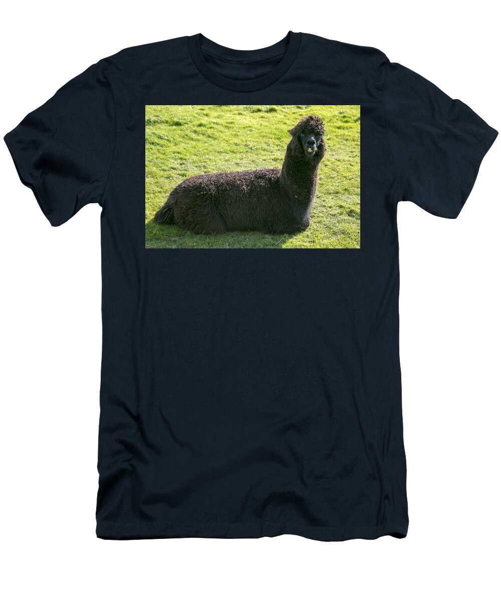 Alpacas W6 Les Classics T-Shirt