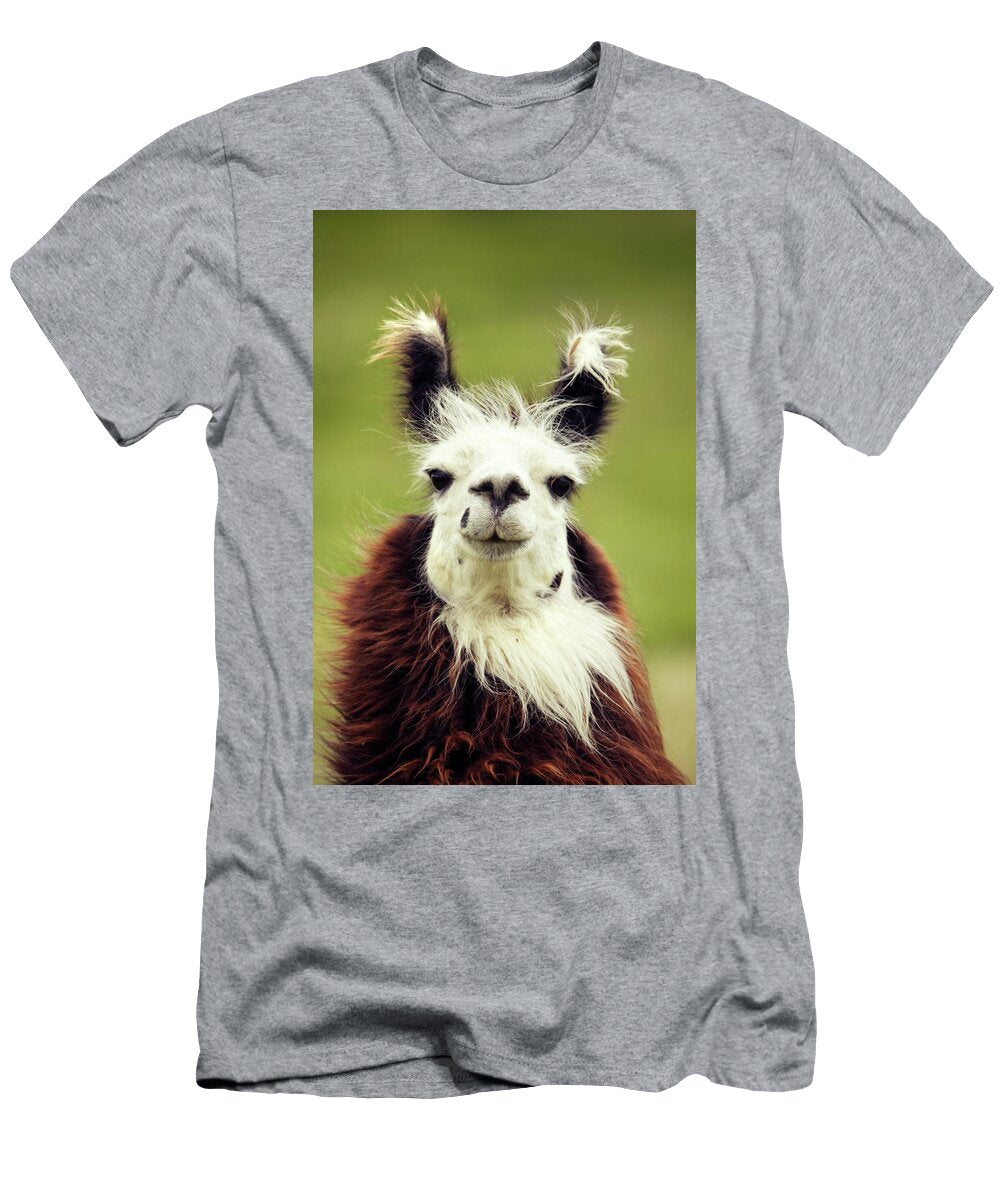 An Alpaca Vicugna Pacos Poses Todd Korol T-Shirt