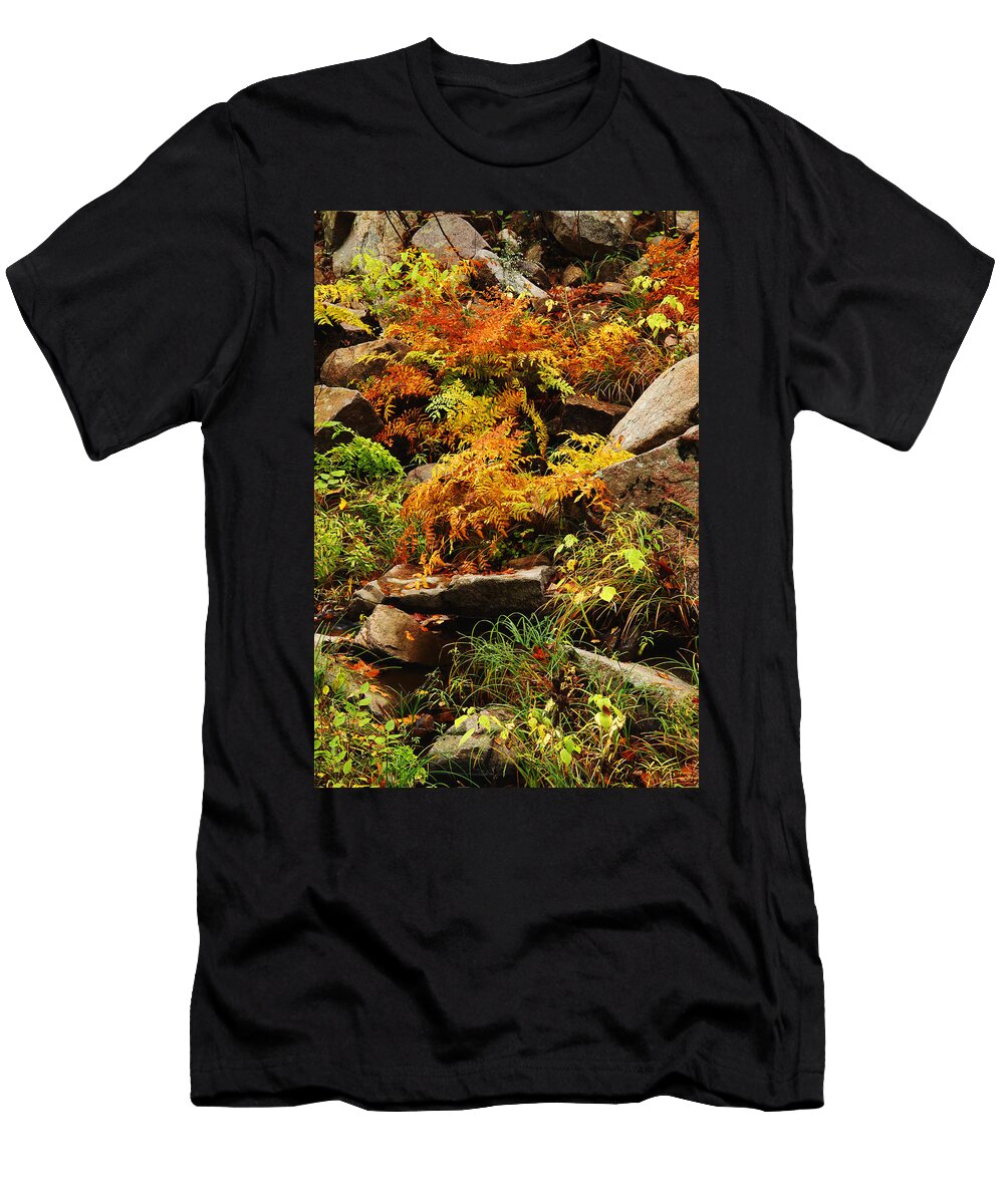 Autumn Ferns on Pickle Creek At Hawn State Park Greg Matchick T-Shirt
