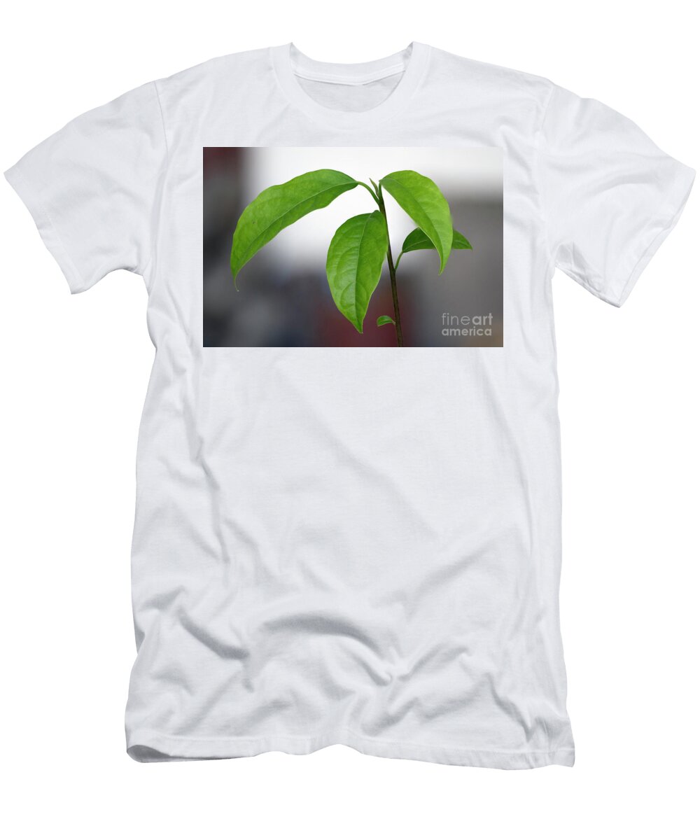 Avocado Sprout Grows From the Seed T1 Ilan Rosen T-Shirt