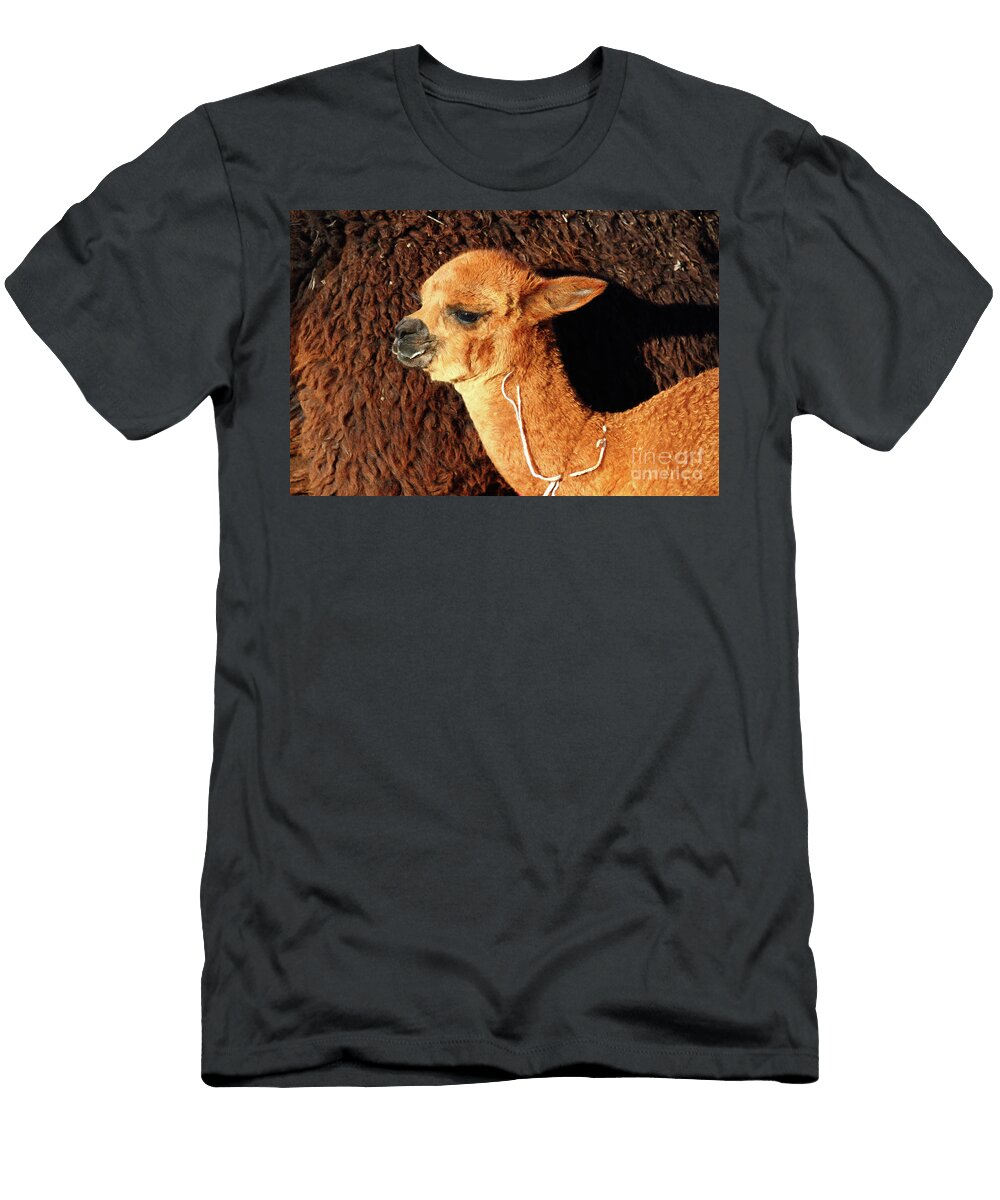 Baby Alpaca Portrait James Brunker T-Shirt