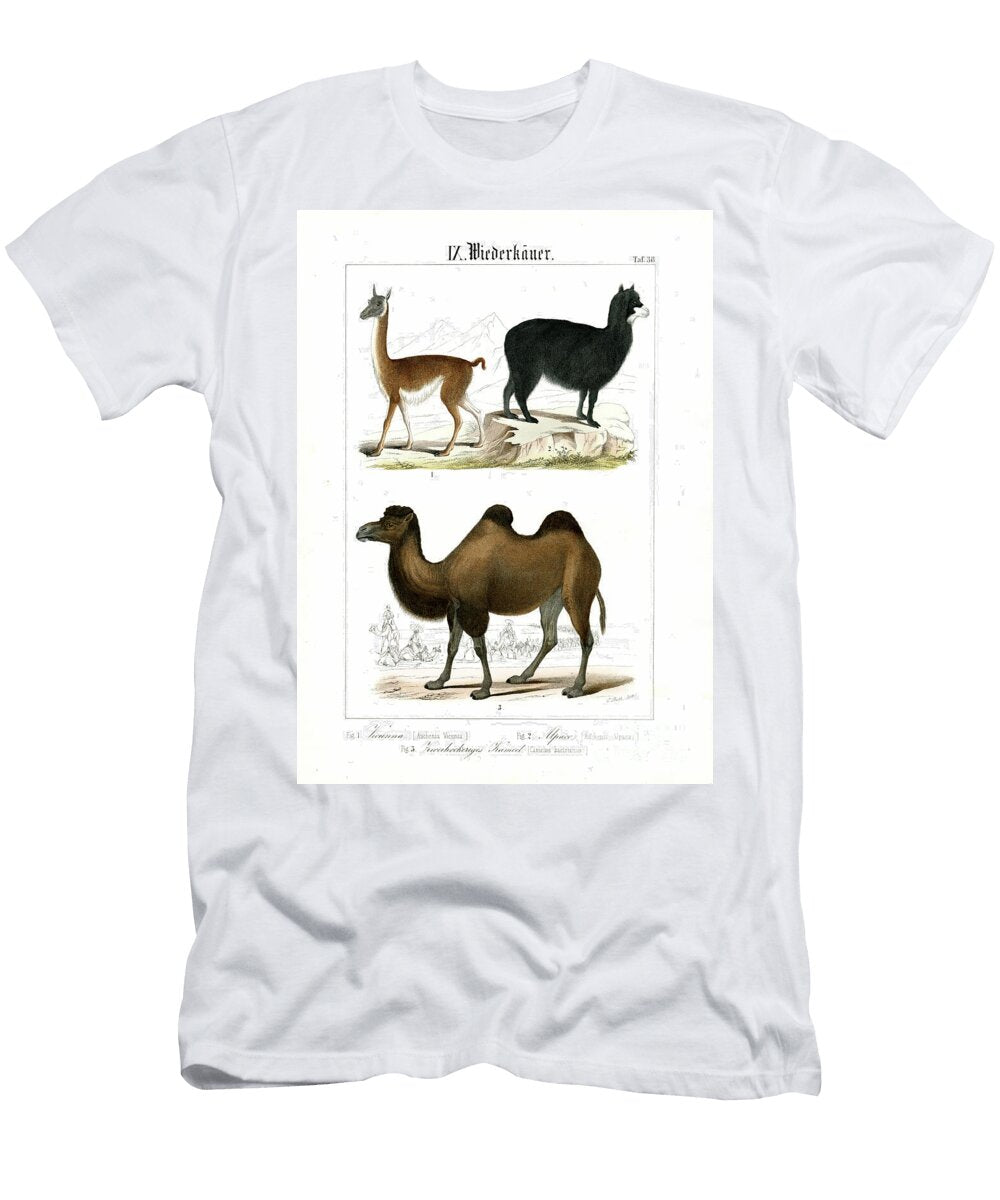 Camelids From South America and Asia 1851 Lithography C Roth T-Shirt