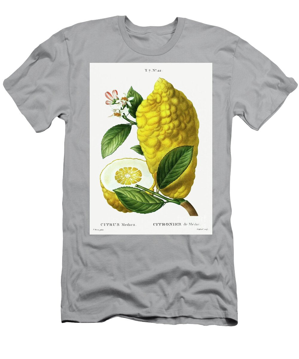Citron Citrus Medica From Traite Des Arbres Et Arbustes Que Lon Cultive En France En Pleine Terre Pierre Joseph Redoute T-Shirt