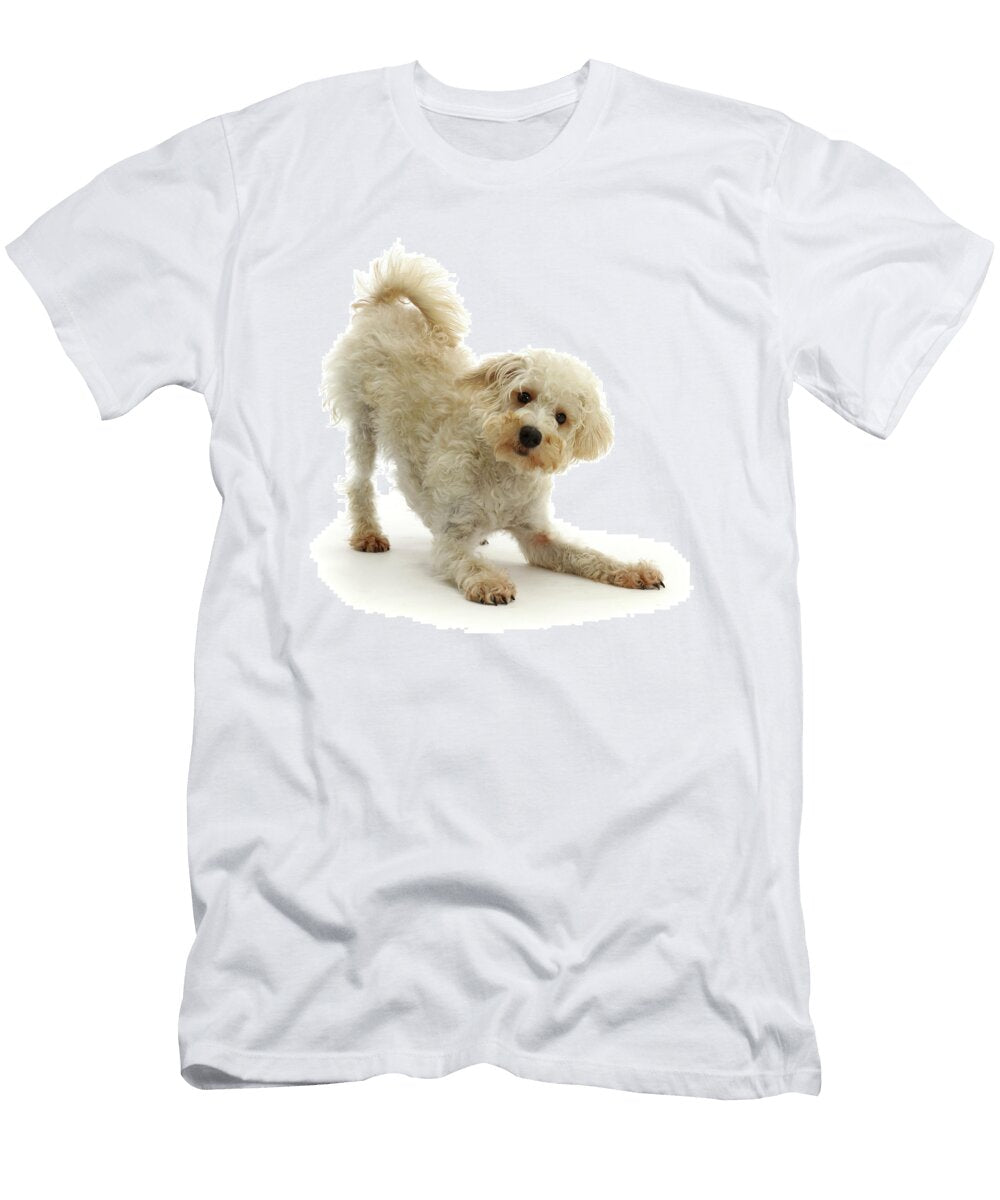 Cream Coloured Schnoodle Age 7 Months in Mark Taylor Natureplcom T-Shirt