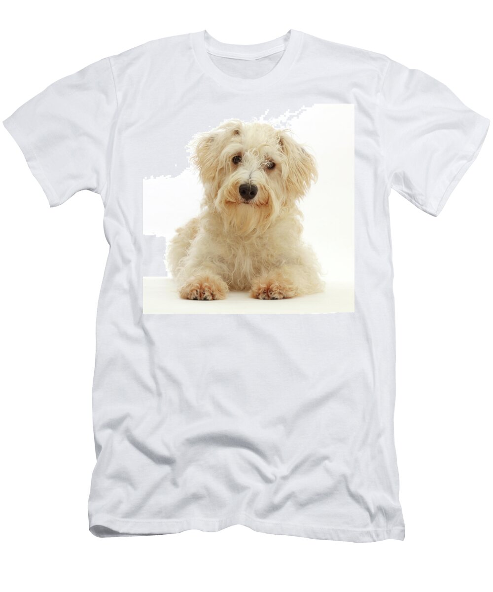Cream Coloured Schnoodle Age 7 Months Lying with Head Mark Taylor Natureplcom T-Shirt