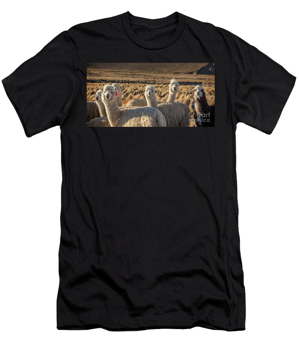 Curious Alpacas Delphimages Photo Creations T-Shirt
