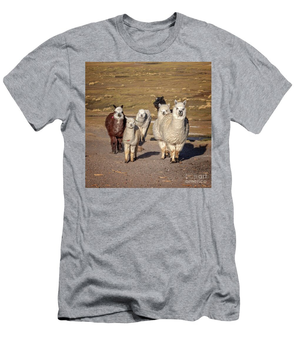 Curious Alpacas Family Group Portrait Delphimages Photo Creations T-Shirt