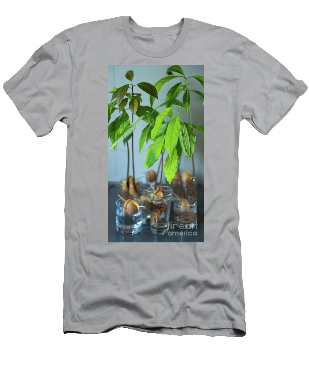Germinating Avocado Pit Anna Om T-Shirt