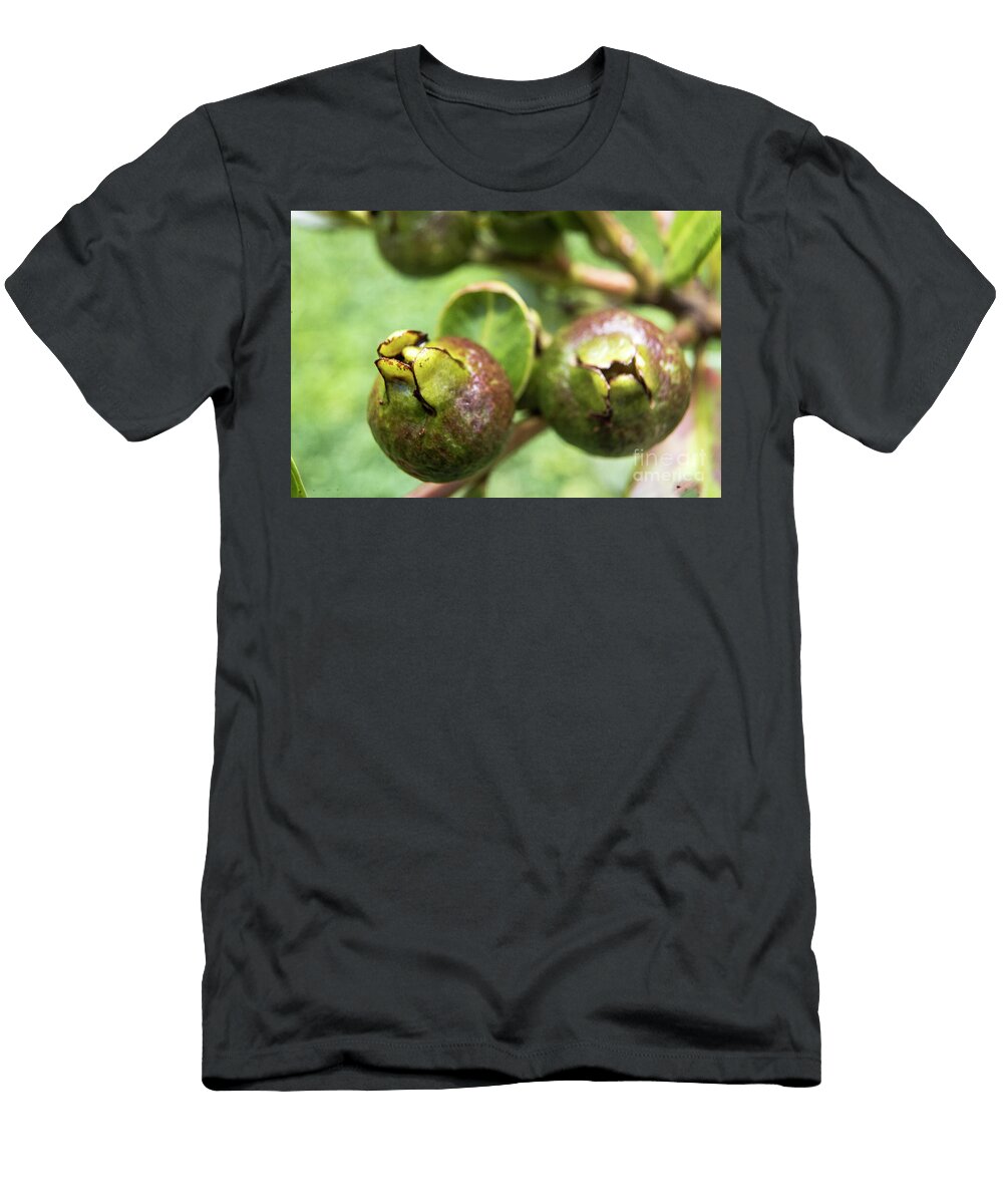 Guava Gabriel Cusmir T-Shirt