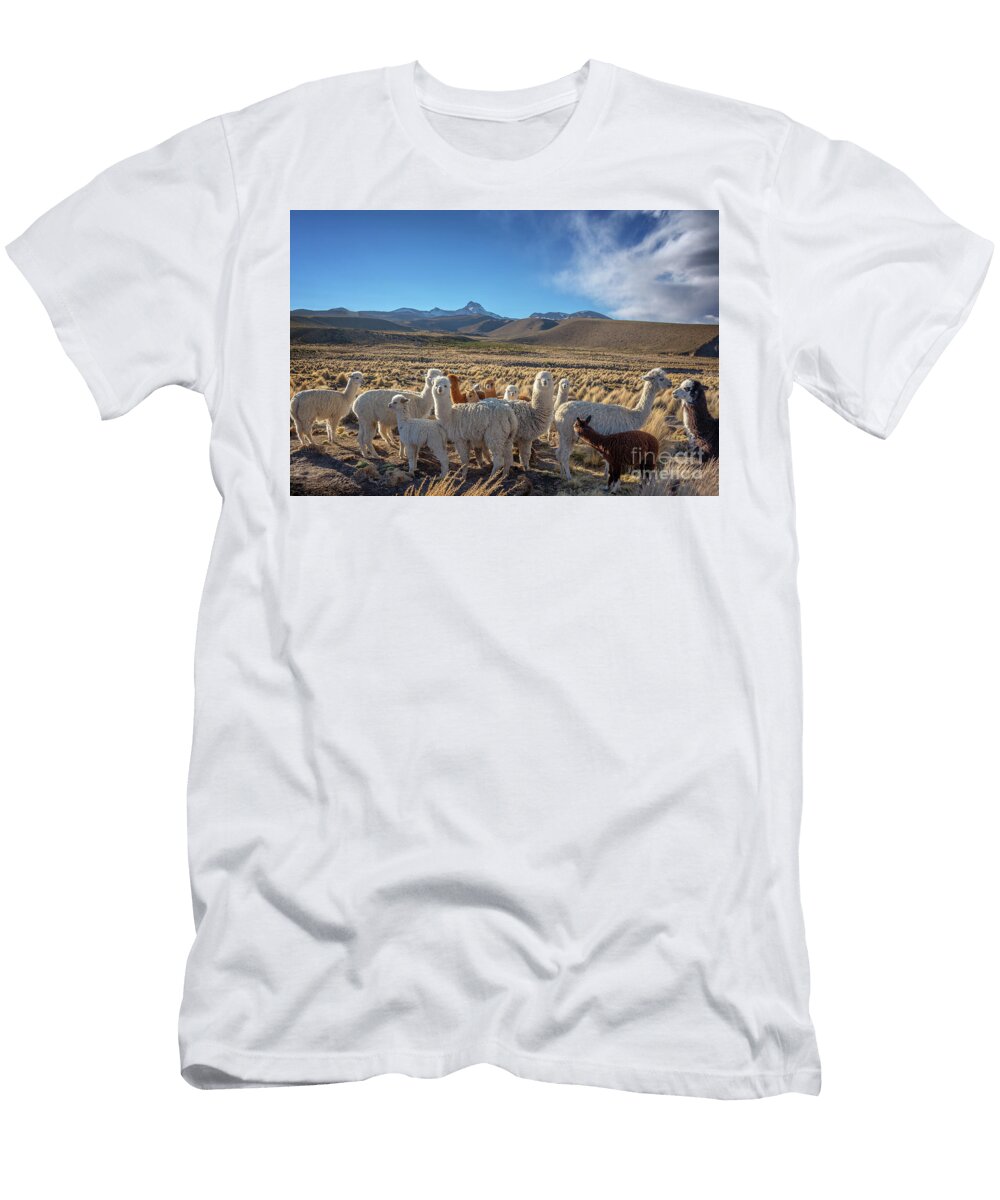 Herd of Alpacas Bolivia Delphimages Photo Creations T-Shirt