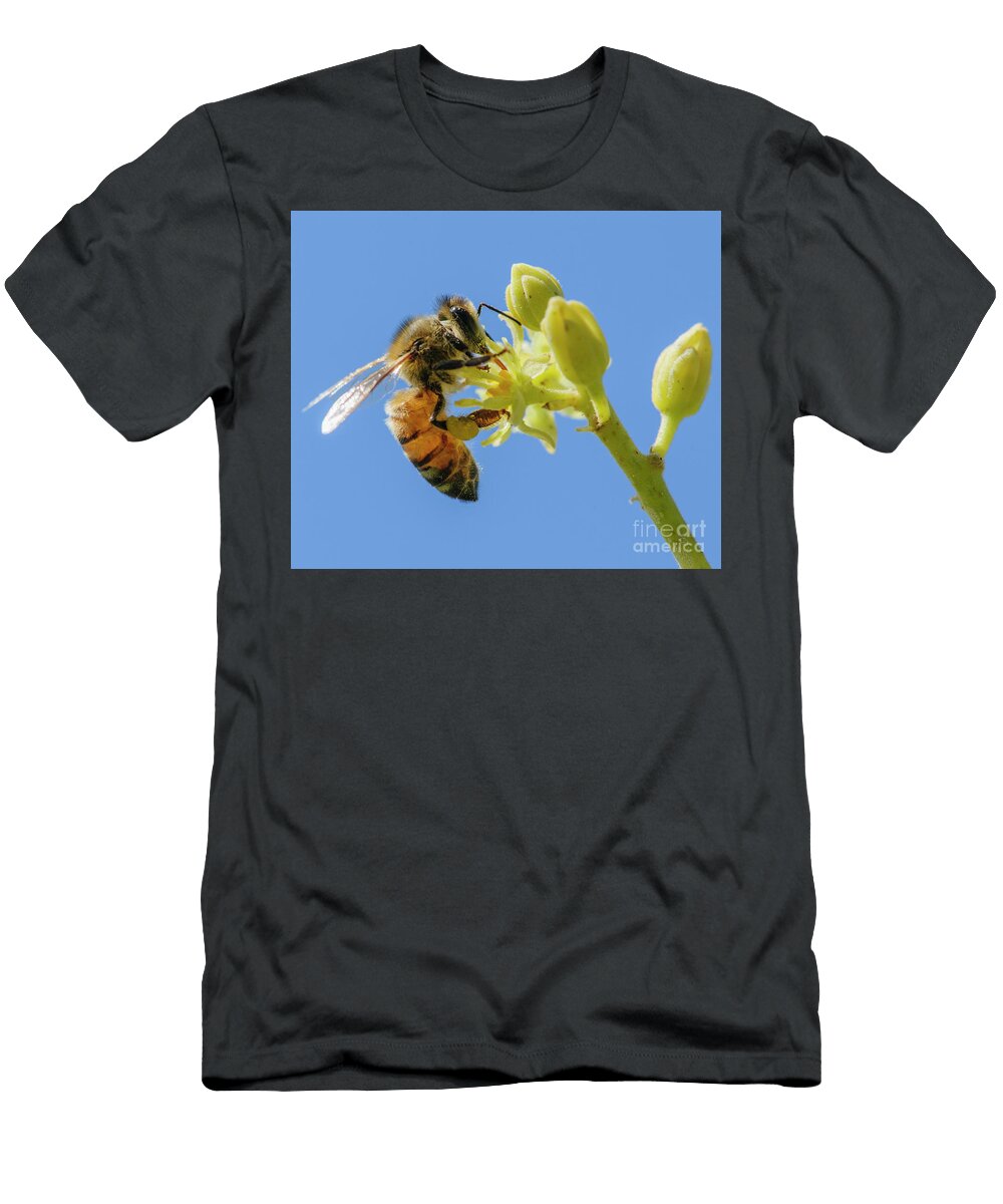 Honey Bee on an Avocado Blossom T4 Hagai Nativ T-Shirt